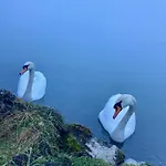 Seegut Steeg Am Hallstaettersee * Bad Goisern