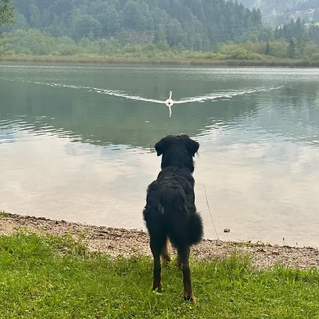 Feriehus Seegut Steeg Am Hallstaettersee *